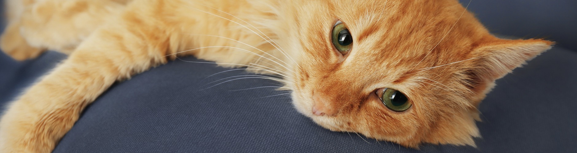 Cat Bean Bags Cat Bean Bags