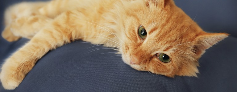 Cat Bean Bags Cat Bean Bags